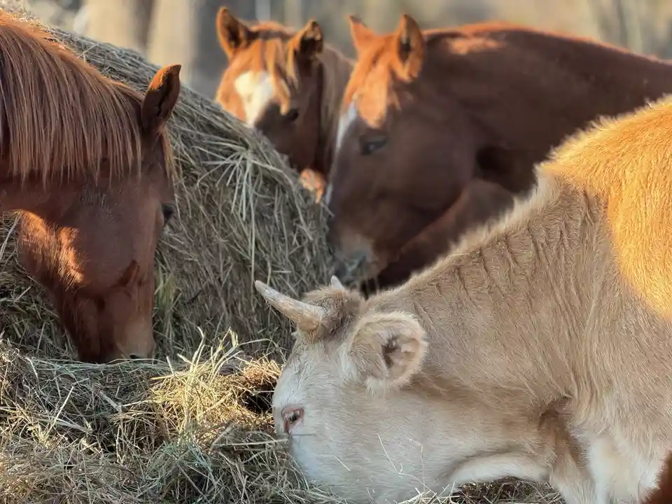 A light-colored cow with small horns is eating hay in the foreground, while three brown horses eat hay behind it. The cow's…