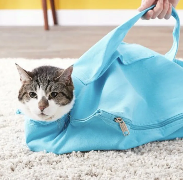 a tabby cat with white markings is partially inside a light blue duffel bag, looking directly at the camera with a neutral…
