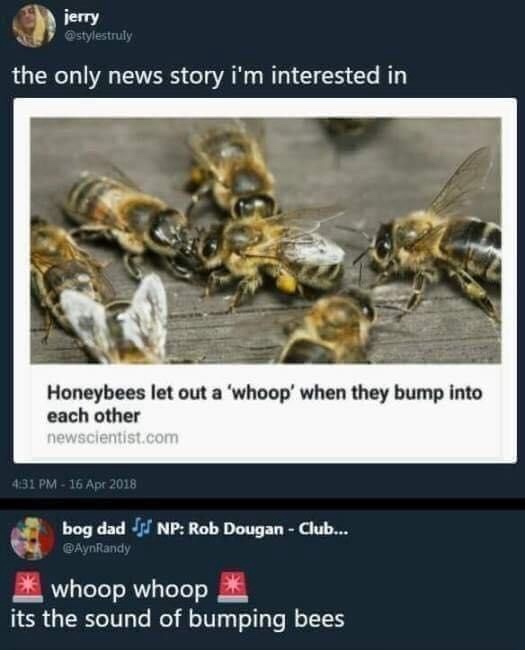 A screenshot of a tweet thread shows a user named 'jerry' sharing a news article from newscientist.com about honeybees…