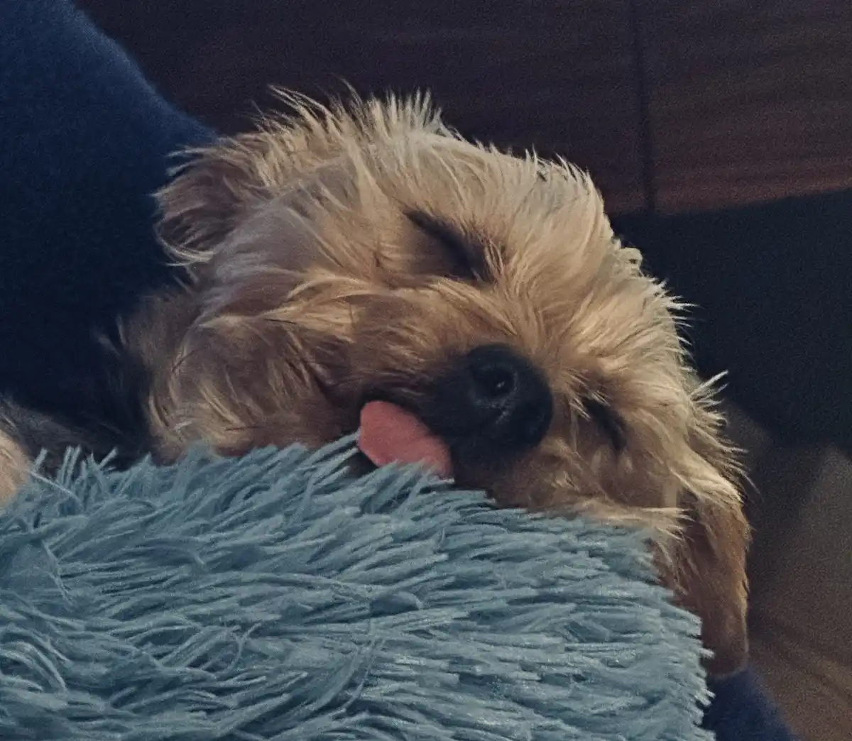A small, fluffy, light-brown dog with its eyes closed is sleeping soundly with its pink tongue sticking out, resting its…