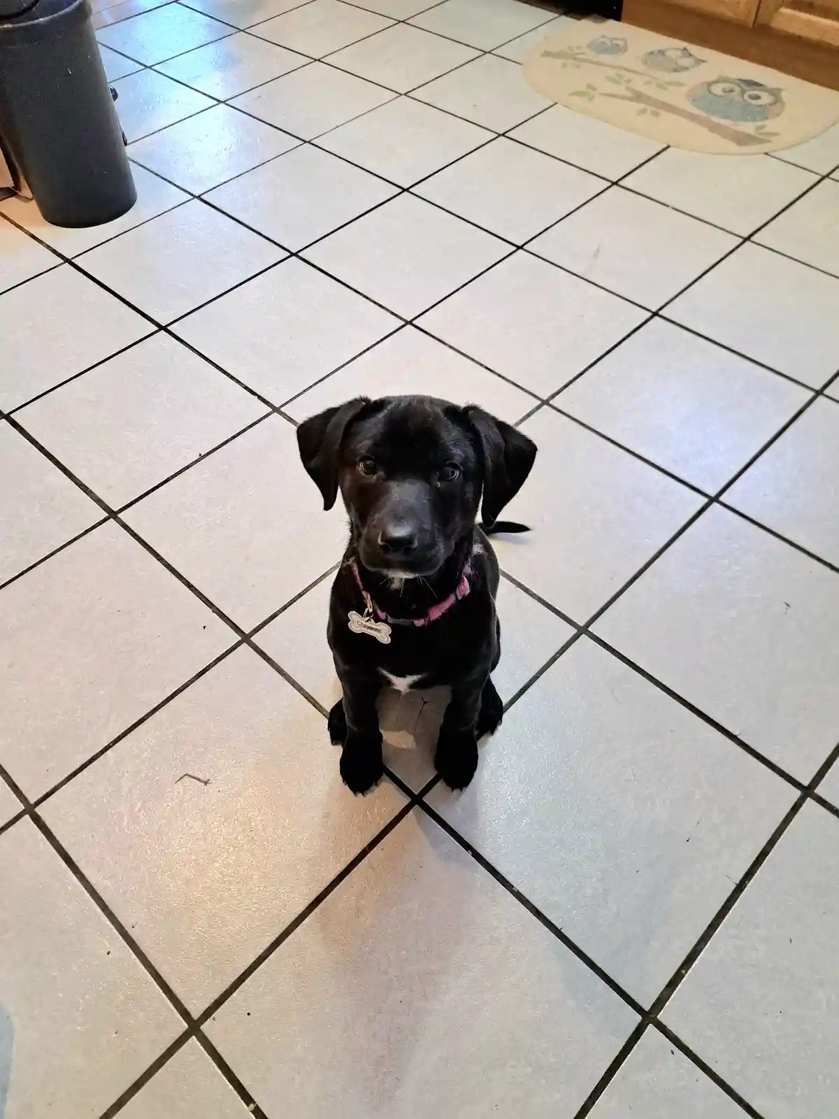 A small black puppy with floppy ears and a pink collar sits attentively on a white tiled floor, looking up with wide eyes. A…