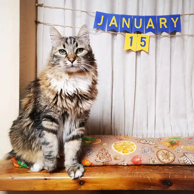 A fluffy tabby cat with green eyes sits regally on a wooden surface, looking directly at the camera. Behind it, a blue and…