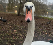A close-up photo of a white swan with a pink beak and black facial markings, looking directly at the camera. The swan is in…