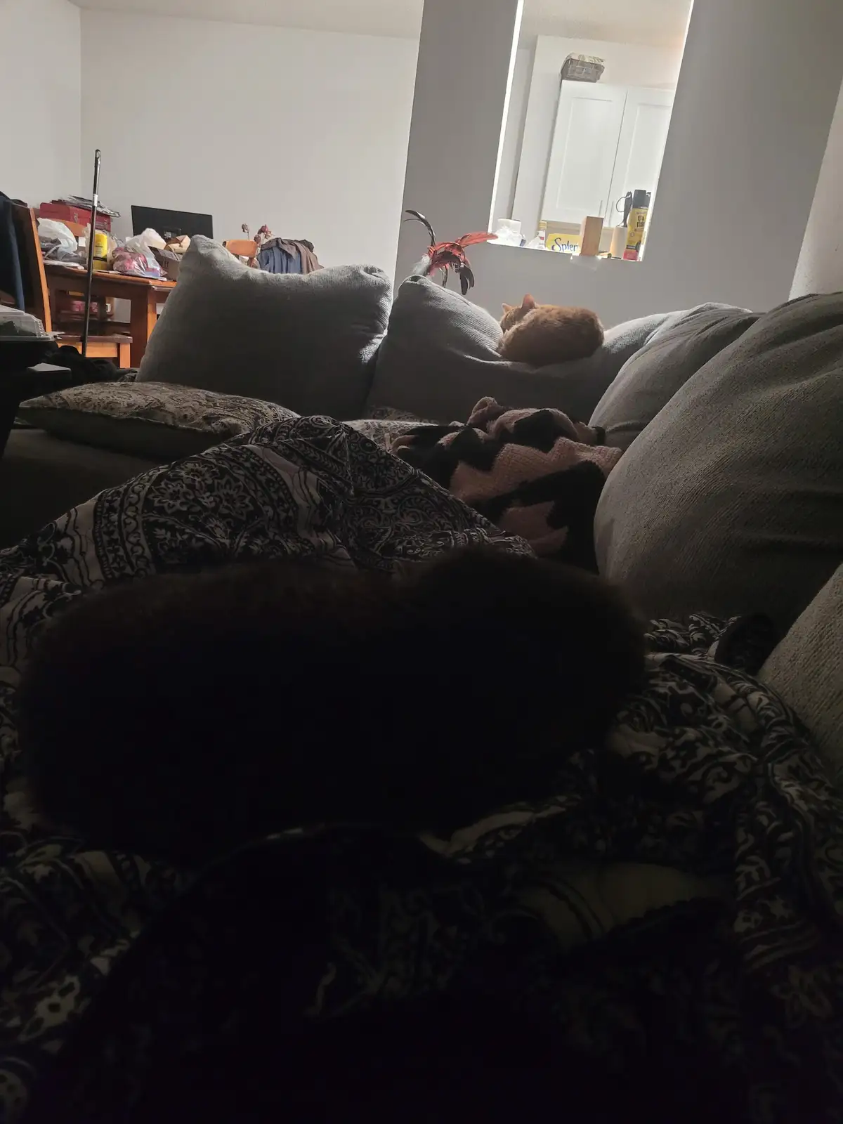 Two cats are sleeping on a gray couch in a dimly lit living room; one dark cat is curled up in the foreground on a patterned…
