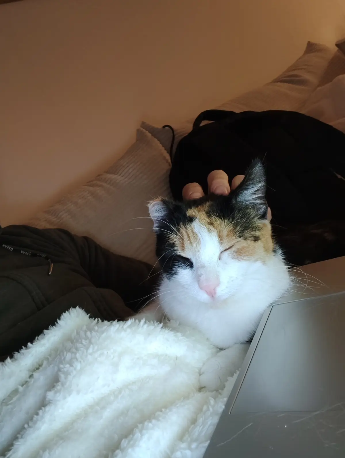 A calico cat with black, orange, and white fur is lying on a bed, eyes half-closed in contentment as a human hand pets its…