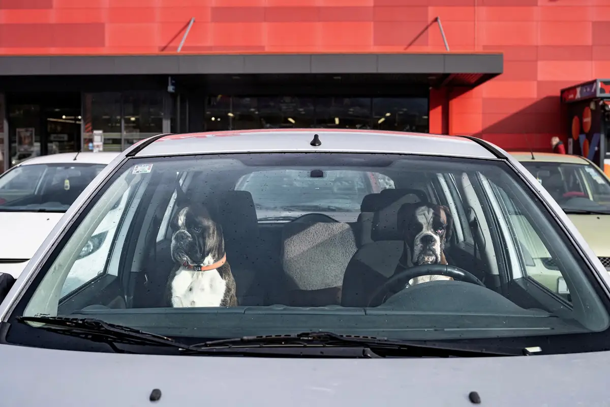Two boxer dogs are seated inside a silver car, one in the driver's seat gripping the steering wheel and the other in the…