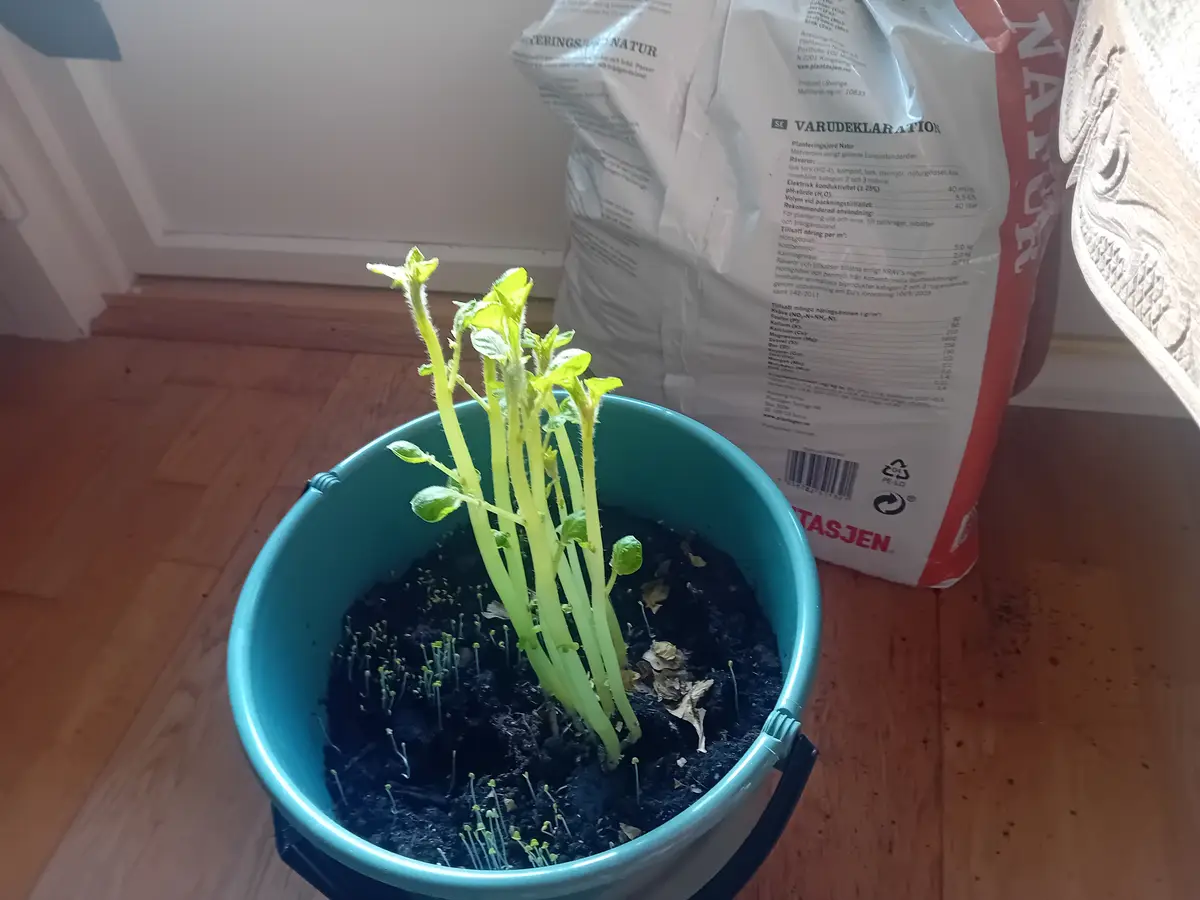 A small green plant with multiple stems grows in a teal plastic bucket filled with dark soil, placed on a wooden floor…
