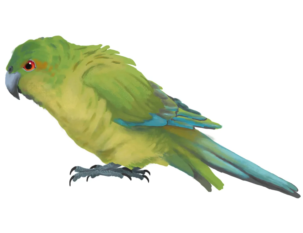 A painted illustration of a green parrot with blue wing and tail feathers, red eye, and grey beak and feet, standing against…