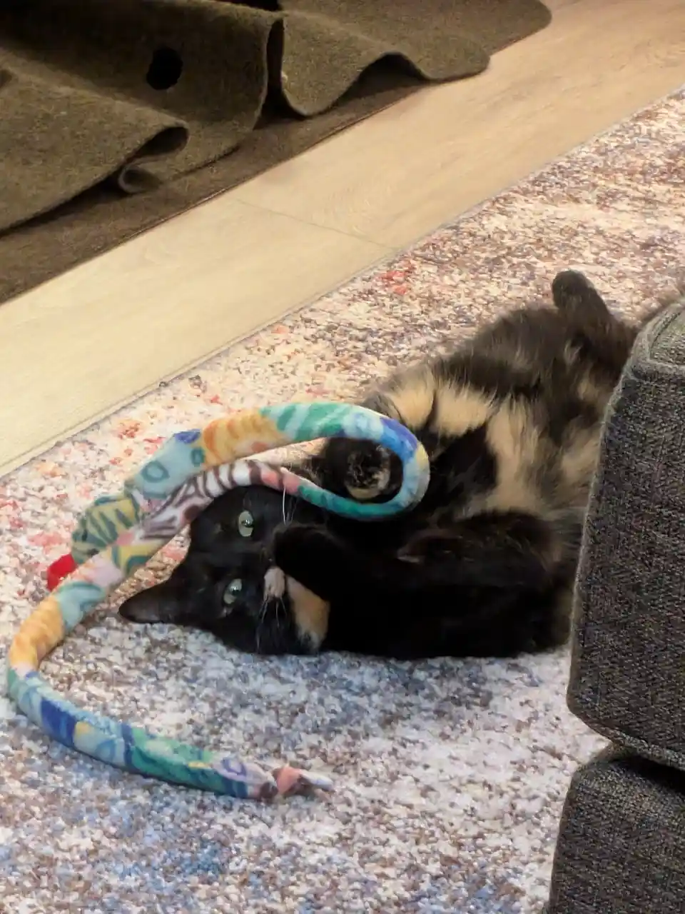 A calico cat lies on its back on a patterned rug, playfully holding a colorful, patterned plush snake toy draped over its…