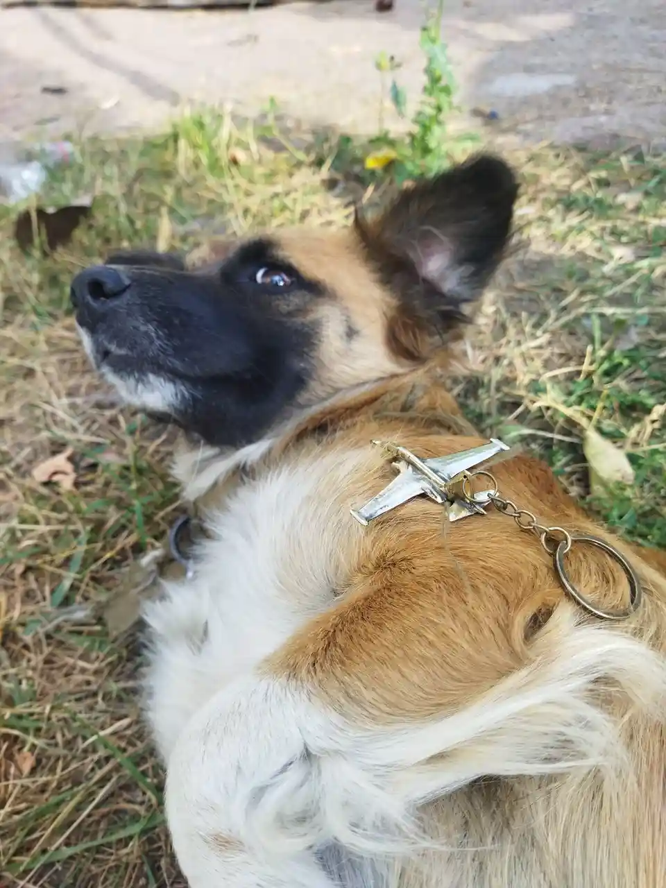 A brown and white dog lies on grass, looking upward with a thoughtful expression, while a small silver airplane keychain is…