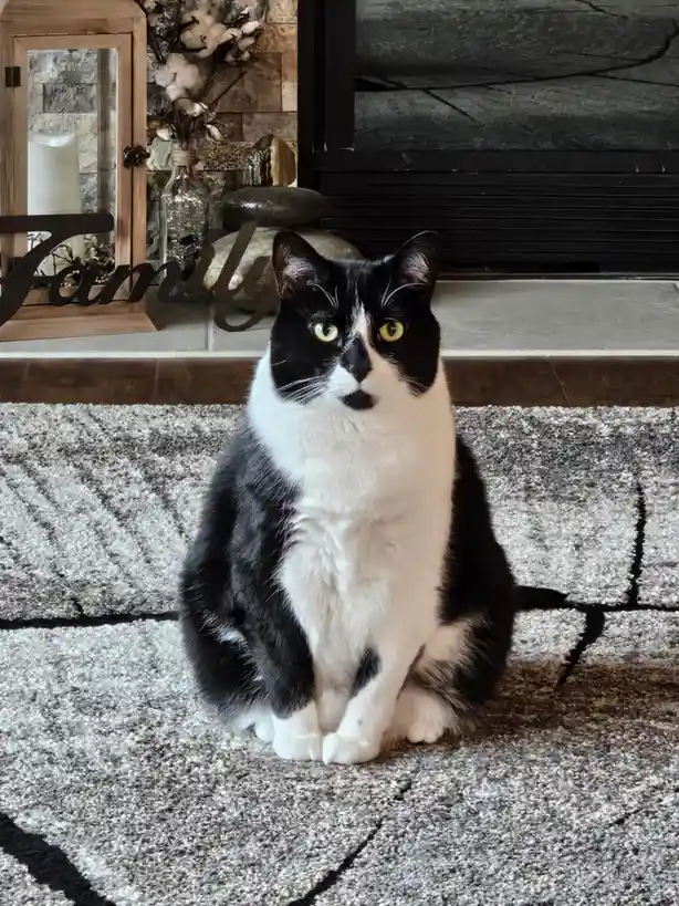 A black and white cat sits upright on a patterned rug in front of a fireplace mantel decorated with a wooden lantern, cotton…