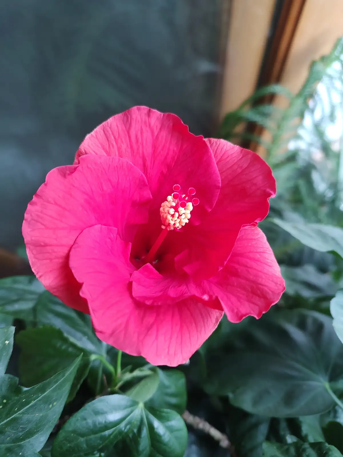 A vibrant, fully bloomed pink hibiscus flower with prominent stamens is centered in the frame, surrounded by lush green…