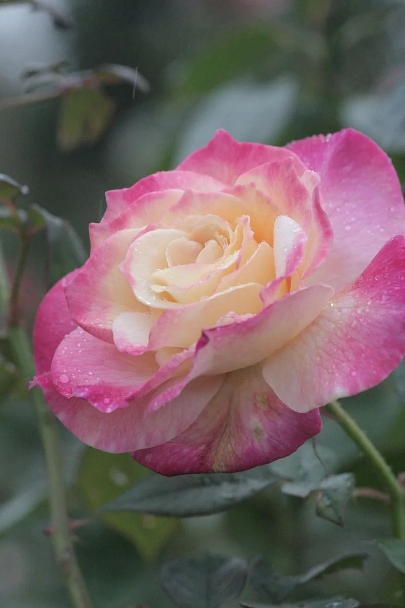 A close-up photograph of a pink and cream-colored rose with water droplets on its petals, set against a blurred green…