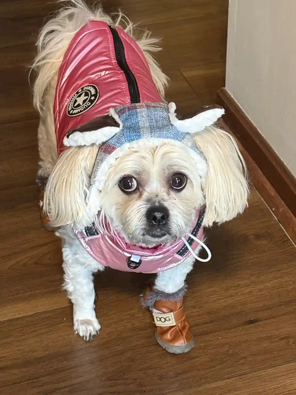 A small, fluffy, light-colored dog is dressed in an elaborate outfit including a shiny pink vest with a 'DUNN' logo, a plaid…