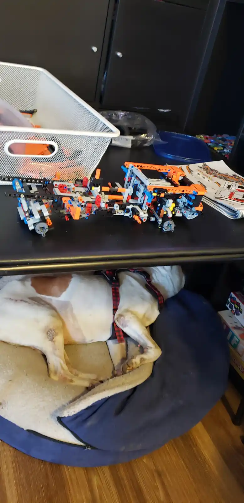 A partially assembled orange, blue, and gray LEGO Technic model sits on a black desk, with a white and brown dog sleeping…