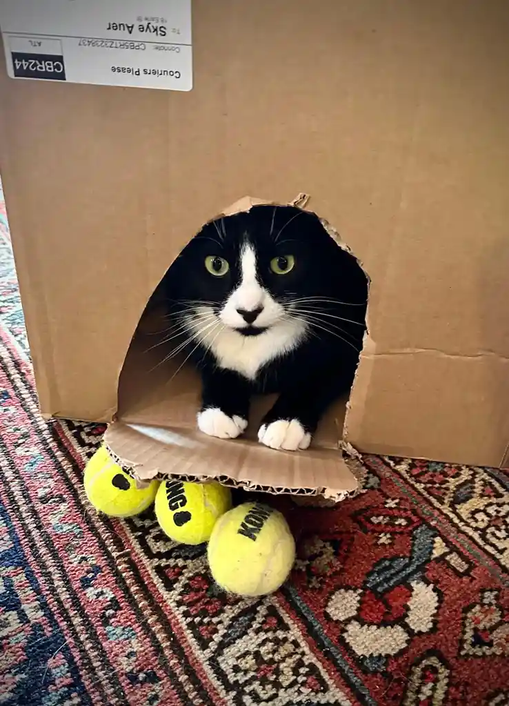 A black and white cat peeks out from a torn hole in a cardboard box, with three yellow tennis balls labeled 'KONG' resting…