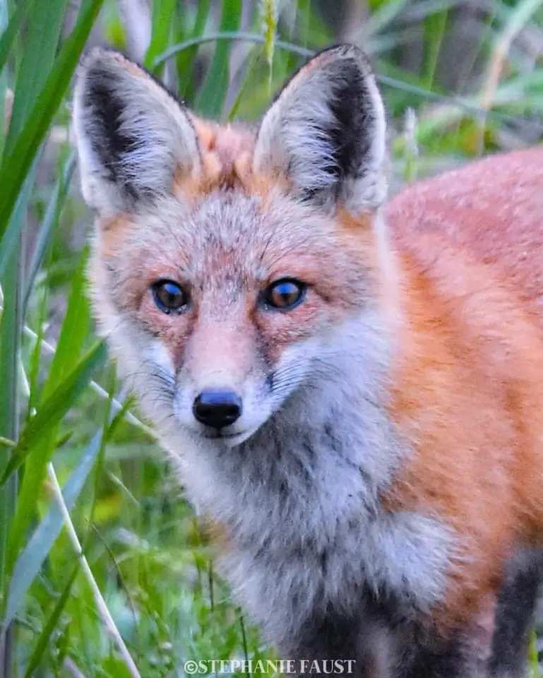 A close-up photograph of a red fox with orange-red fur, white chest and muzzle, and large pointed ears, looking directly at…