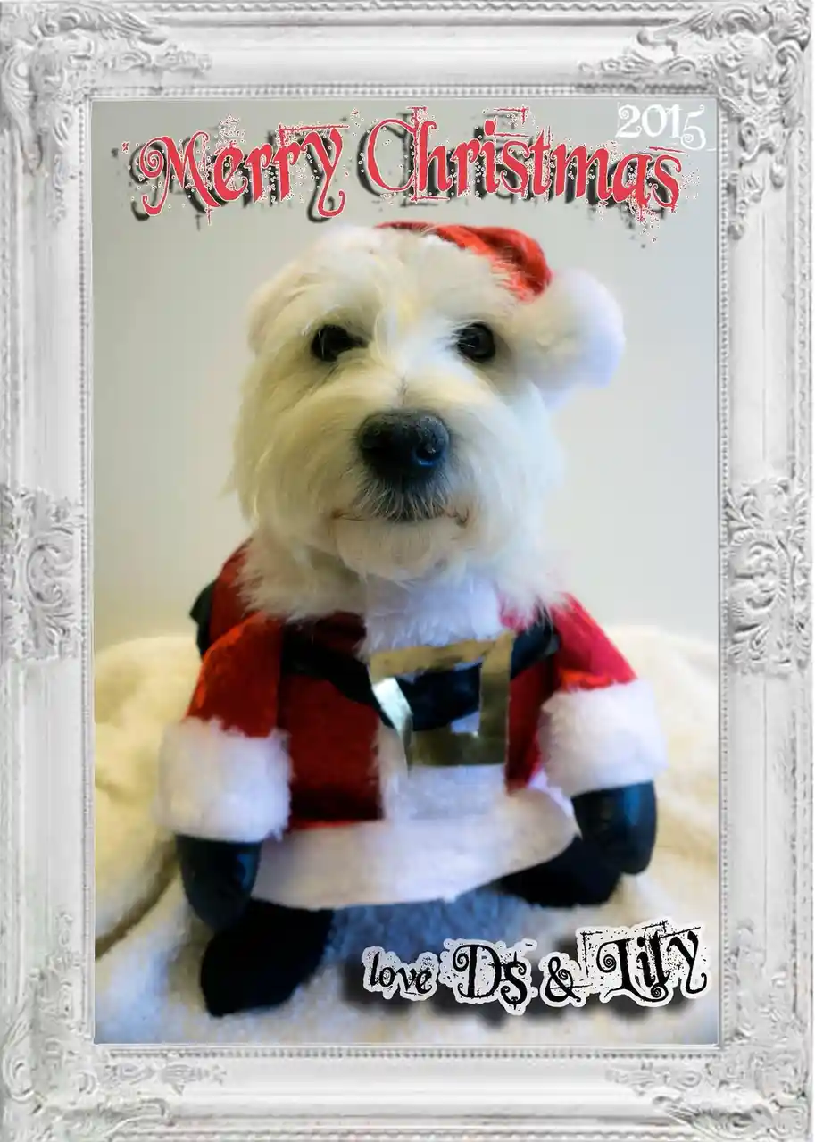 Introducing Lily Claus: our digital Christmas card from 2015!