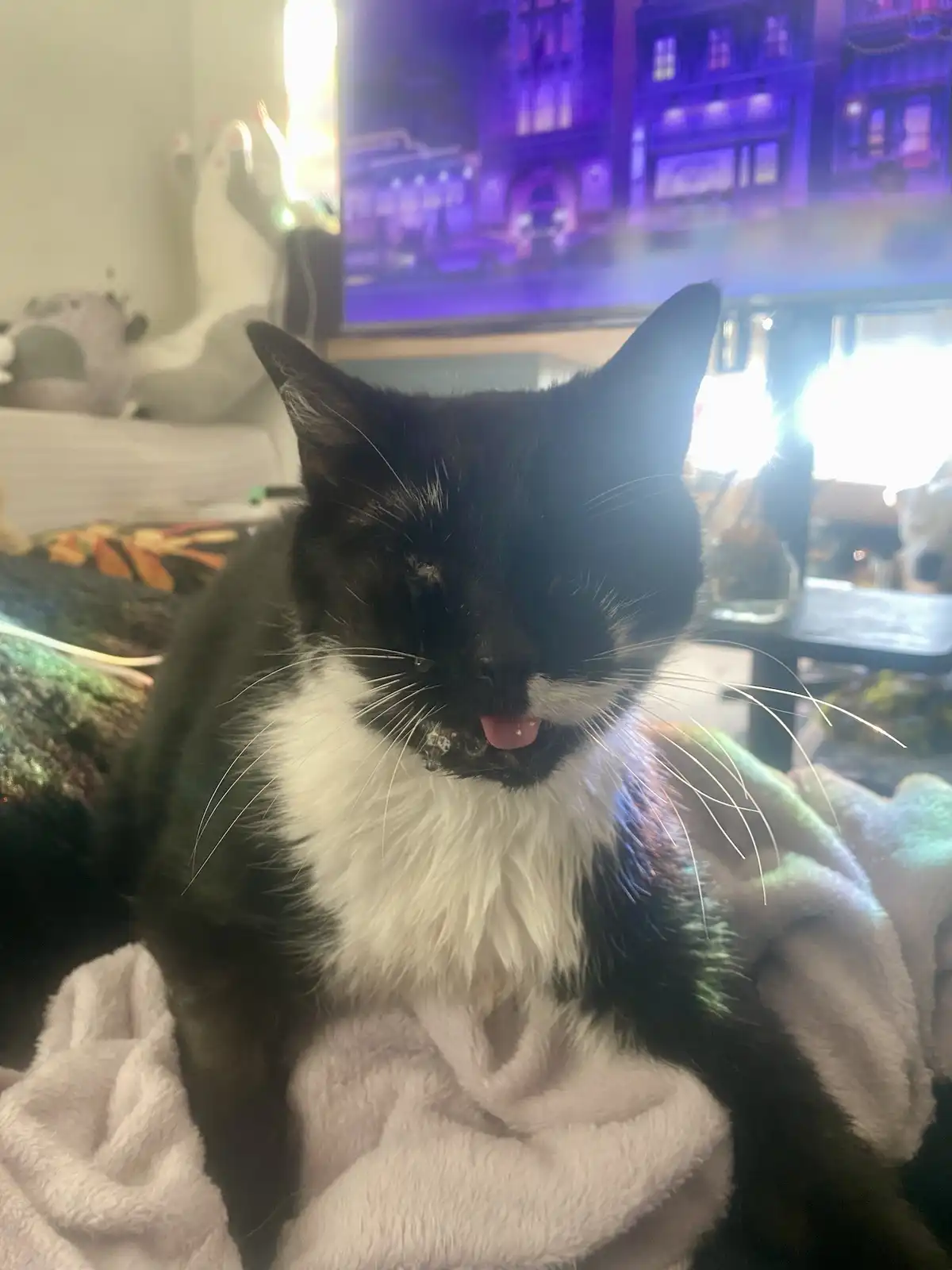 A black and white cat sits on a fluffy white blanket, its tongue slightly out and eyes half-closed, looking relaxed. Behind…
