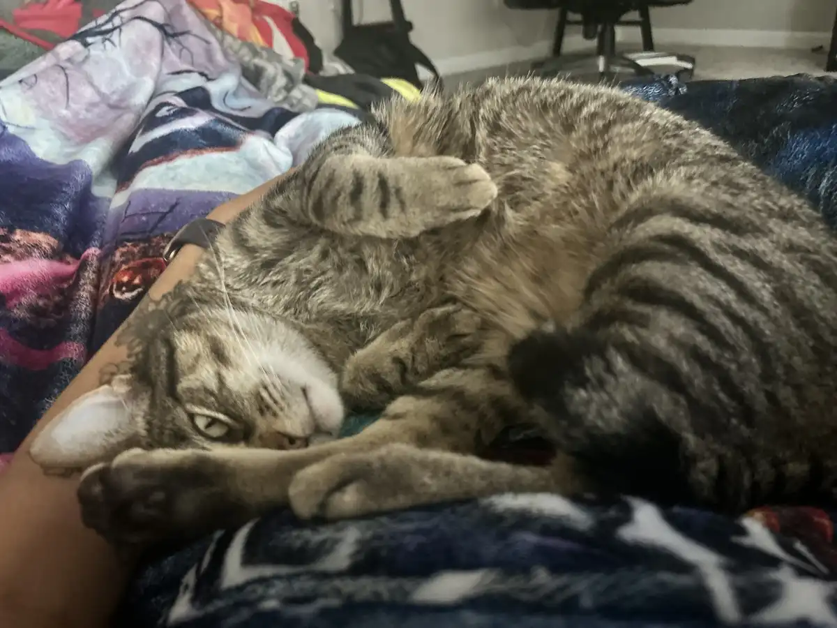 A tabby cat is lying on its back on a person's arm, which has a tattoo and a watch, while resting on a colorful blanket. The…