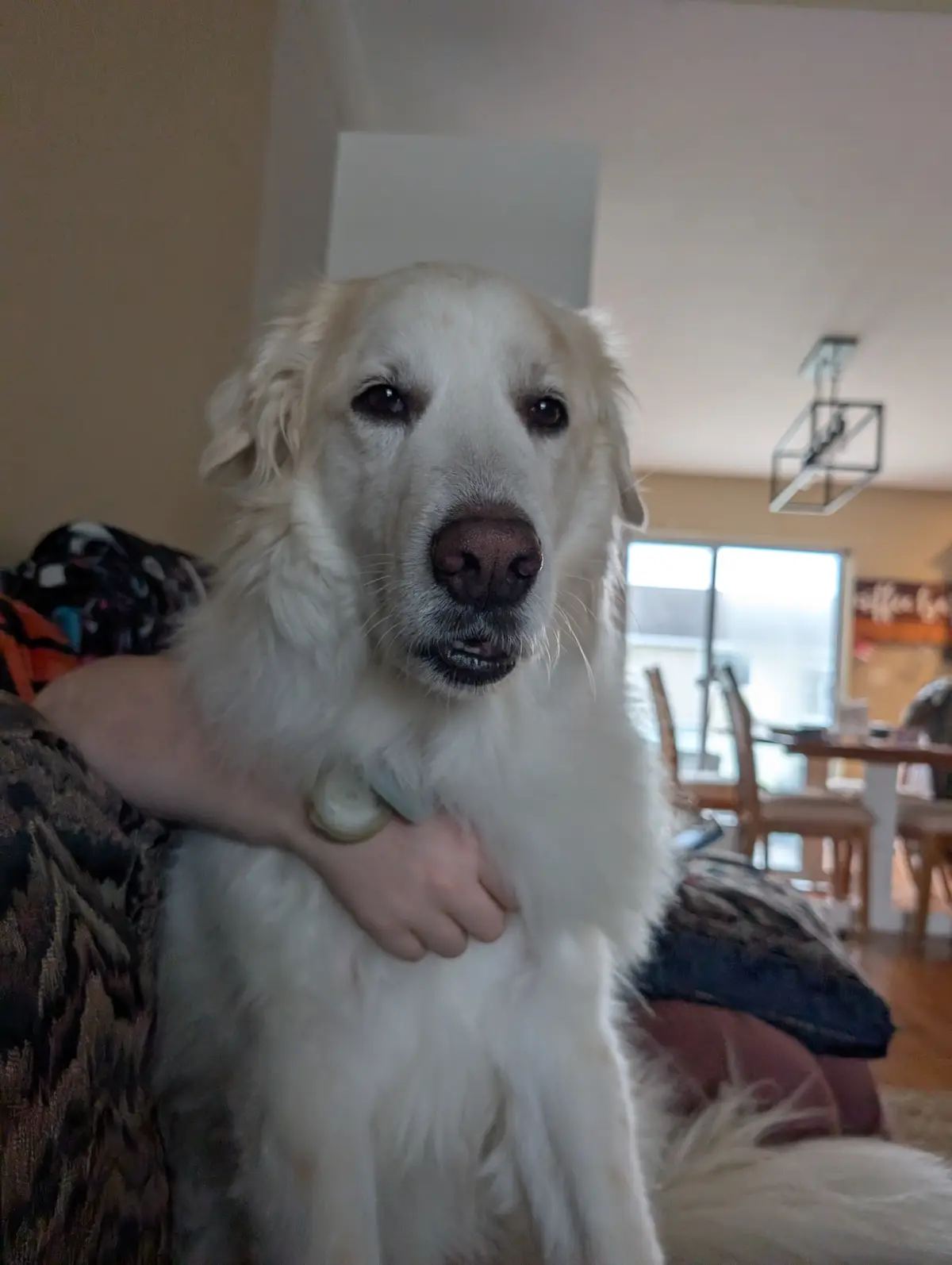 A white, fluffy dog with a sad or pleading expression sits on a couch, being held by a person whose arm is around its chest…