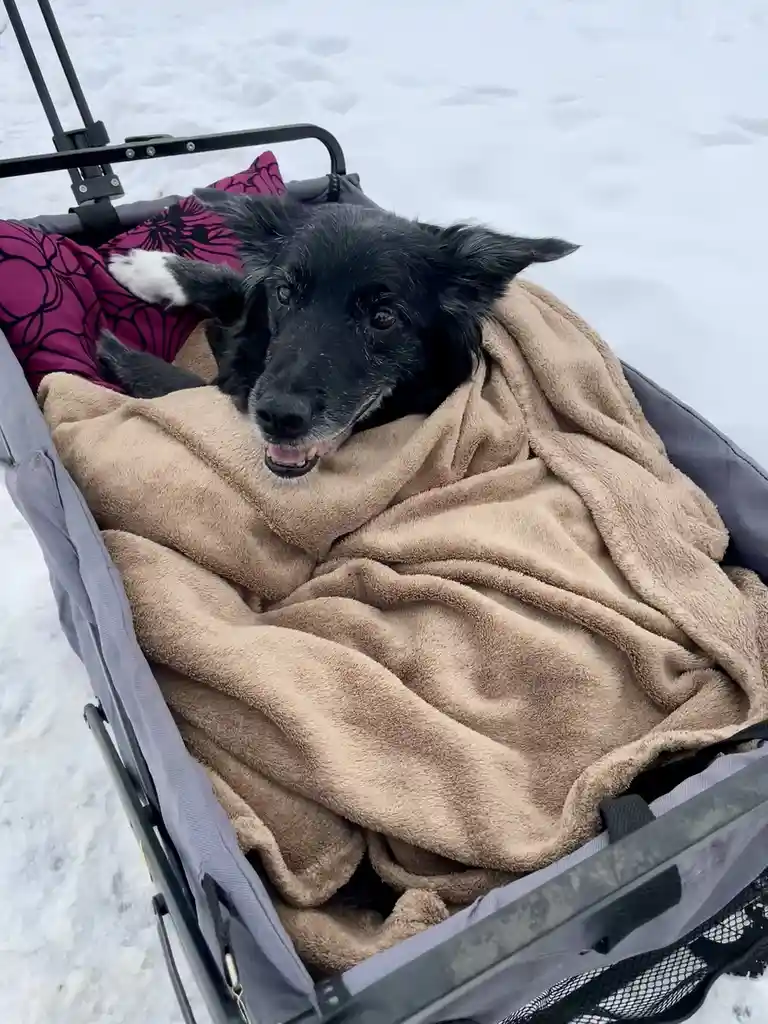 A black dog with a white paw rests in a stroller covered by a tan blanket, surrounded by snow. The dog looks directly at the…