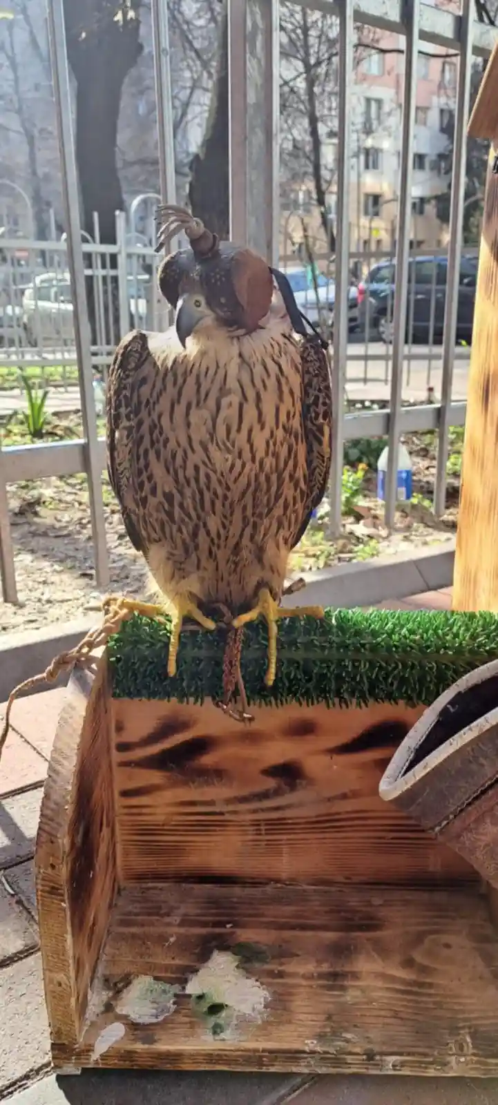 A falcon perched on a wooden stand with artificial grass, wearing a small brown hat with a feather on top. The bird has a…
