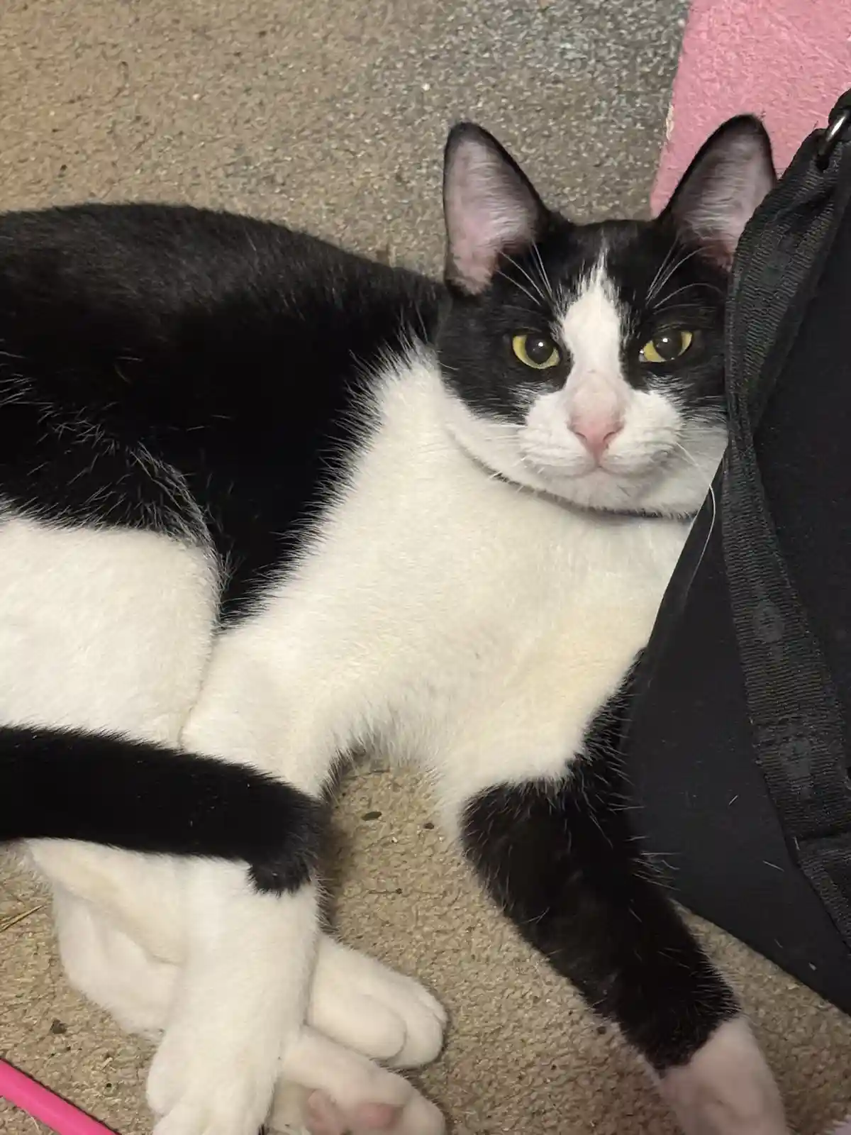 Meet Mila: The Star of the Show