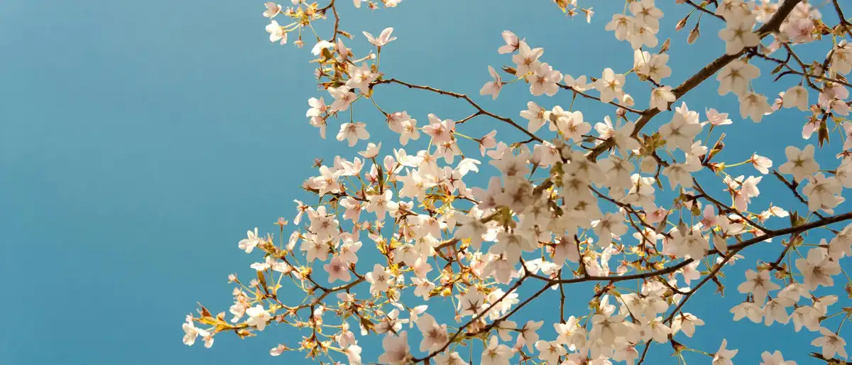 A serene photograph shows delicate pink and white cherry blossoms blooming on tree branches against a clear, vibrant blue…