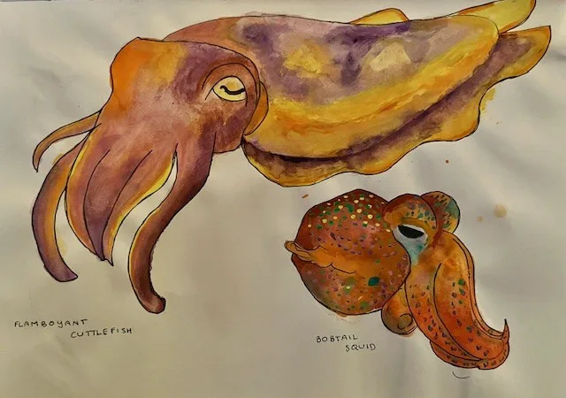 A watercolor drawing shows two cephalopods: a large, colorful flamboyant cuttlefish above and a smaller, spotted bobtail…