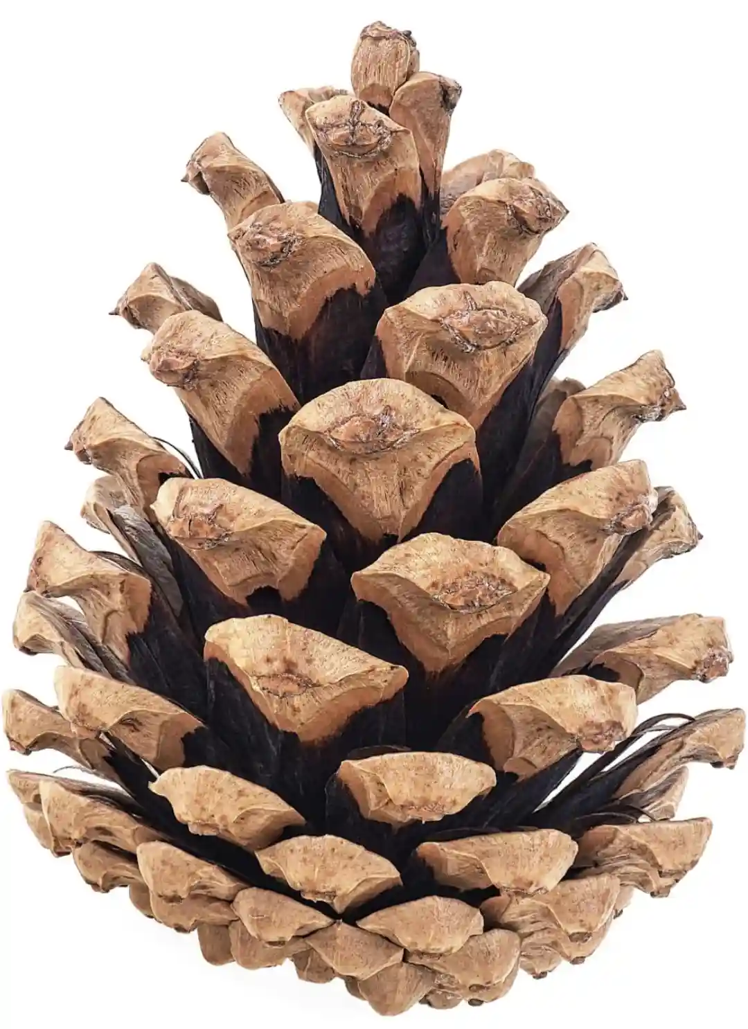 A close-up photograph of a large, dried pine cone with brown, woody scales against a plain white background. The cone is…