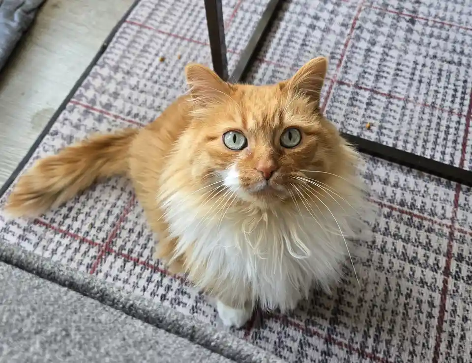 A fluffy orange and white cat with striking green eyes stares directly at the camera with a serious, slightly weary…