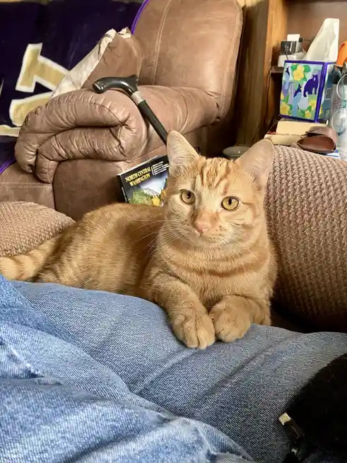 An orange tabby cat with wide, serious eyes lies on a person's lap, which is covered in blue denim jeans. Behind the cat, a…