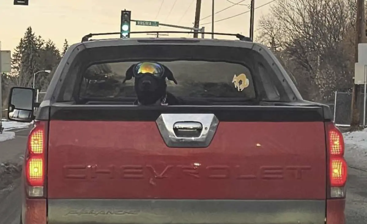 A black dog wearing reflective ski goggles sits in the bed of a red Chevrolet pickup truck, looking forward as the vehicle…