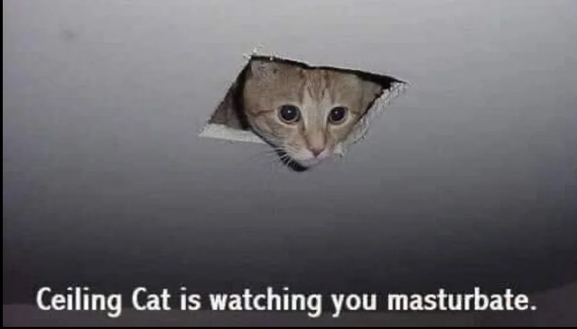A tabby cat peeks through a torn hole in a plain ceiling, its wide eyes staring down. White text at the bottom reads…