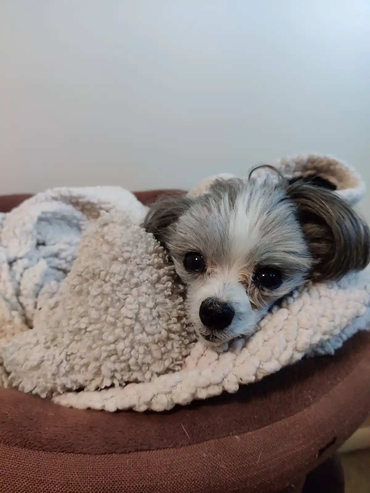 A small, fluffy dog with gray and white fur is nestled inside a cozy, cream-colored fleece-lined pet bed, peeking out with…