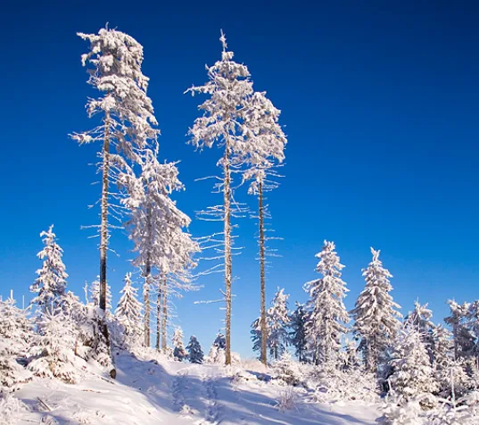 The Beauty of Winter: A Seasonal Reflection