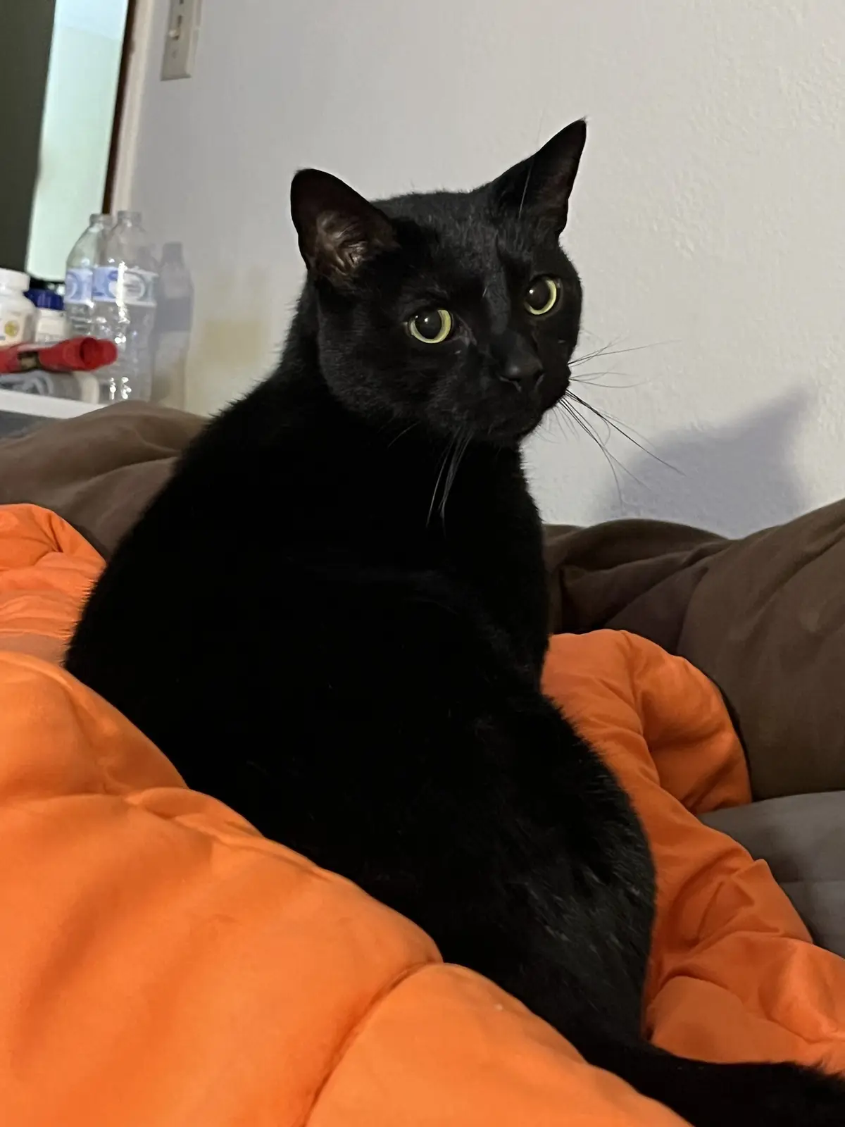 A black cat with wide, yellow-green eyes sits alertly on an orange blanket, looking off to the side with a serious, slightly…