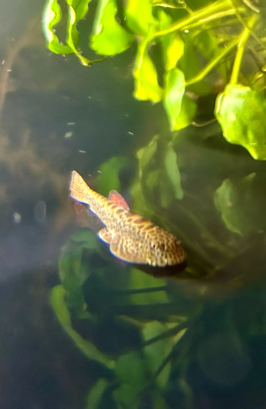 A small, spotted fish with a distinct facial expression swims in murky water surrounded by green aquatic plants. The…