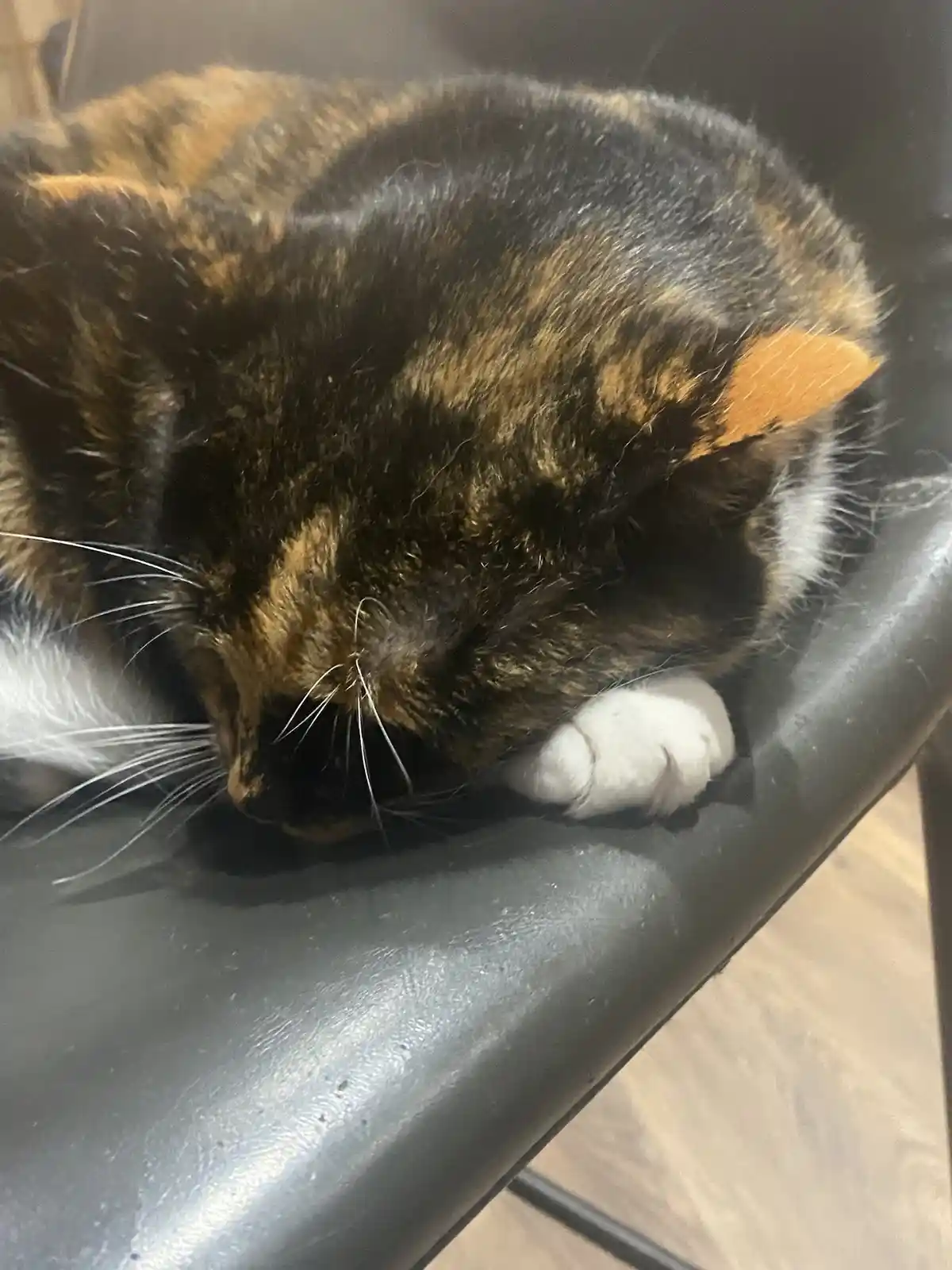 A calico cat with black, orange, and white fur is curled up and sleeping soundly on a black chair, its head resting on its…
