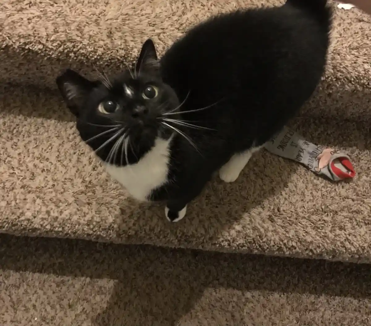 A black and white cat with wide, startled eyes looks up at the camera from a carpeted staircase, with a gray sock featuring…
