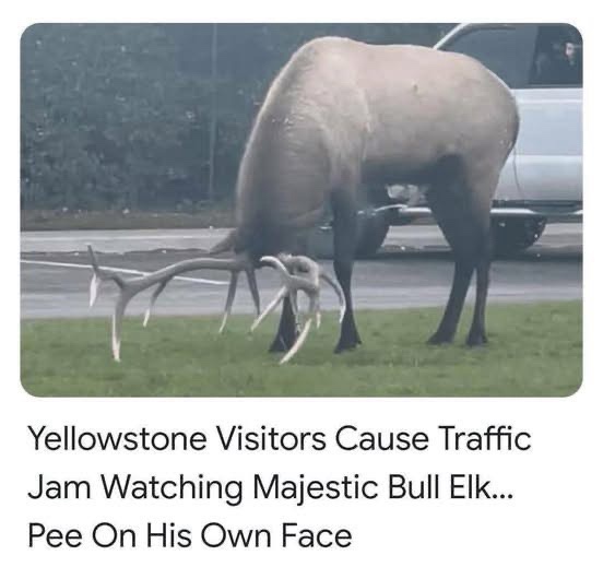 A large bull elk with massive antlers is bent over, seemingly urinating on its own face while standing on grass near a road…