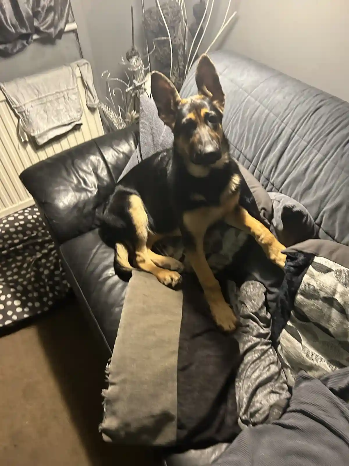 A black and tan German Shepherd dog sits upright on a dark leather couch, looking directly at the camera with a calm…