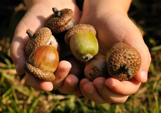 A close-up photo shows a pair of hands cupping several acorns of varying sizes and colors, including green, brown, and tan…