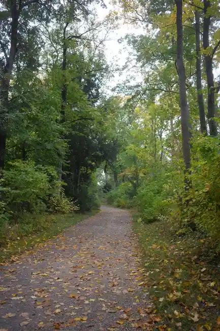 A gravel path winds through a forest with green and yellow autumn leaves scattered on the ground and clinging to trees…