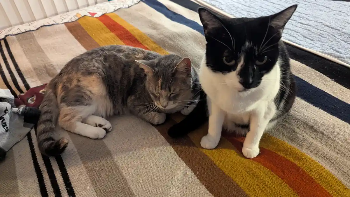 Two cats sit on a striped rug; one is a black-and-white cat looking directly at the camera with a stern expression, while…