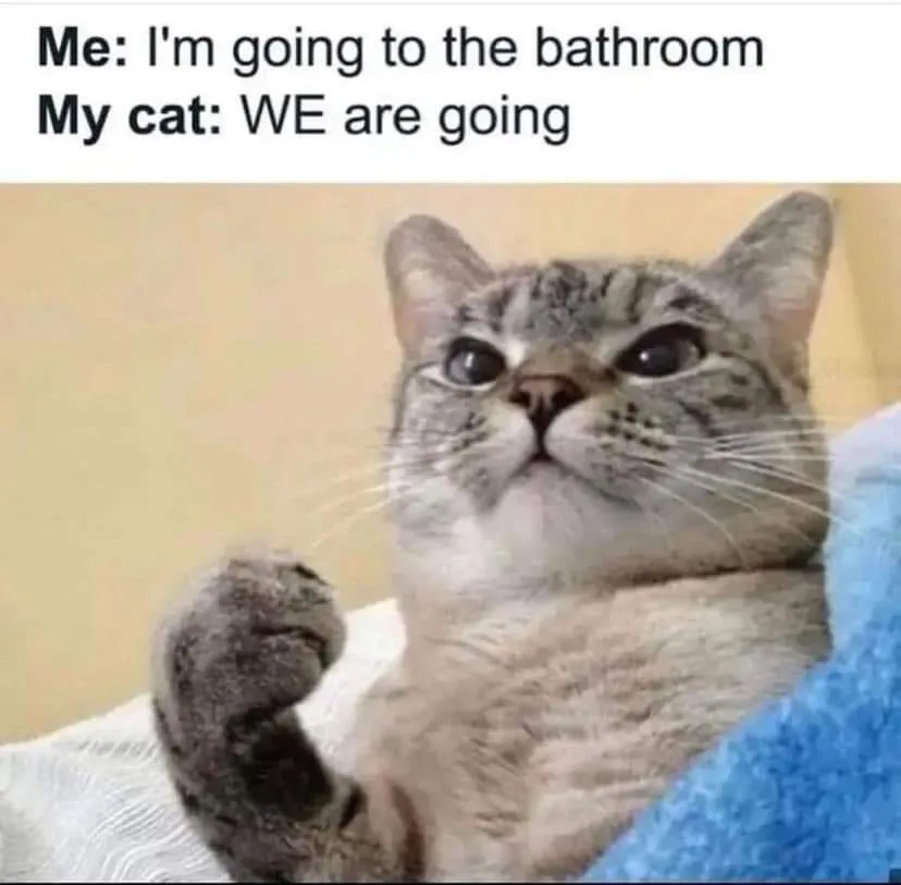 A gray tabby cat with wide, expressive eyes looks upward while raising one paw in a confident, almost human-like gesture…