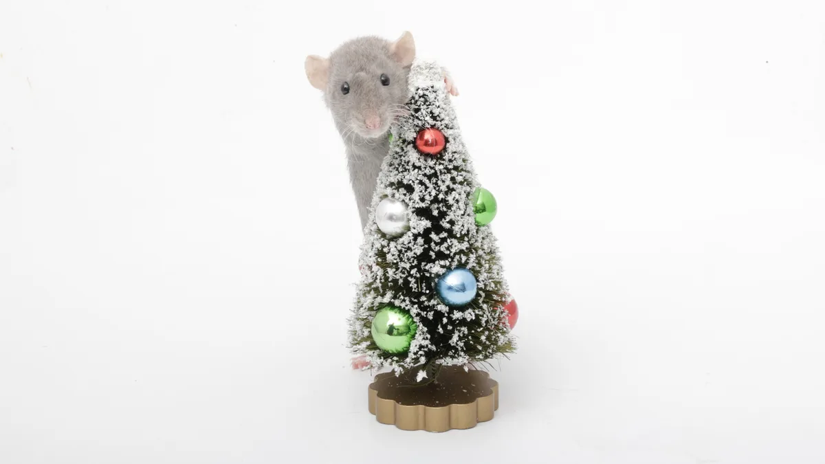 Day 3 of Ratmas: Presenting Cinnamon and Her Festive Ratmas Tree!
