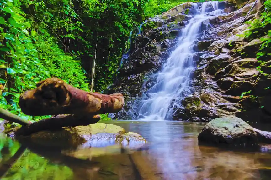 A serene, lush green forest scene featuring a cascading waterfall flowing over mossy rocks into a calm pool. In the…