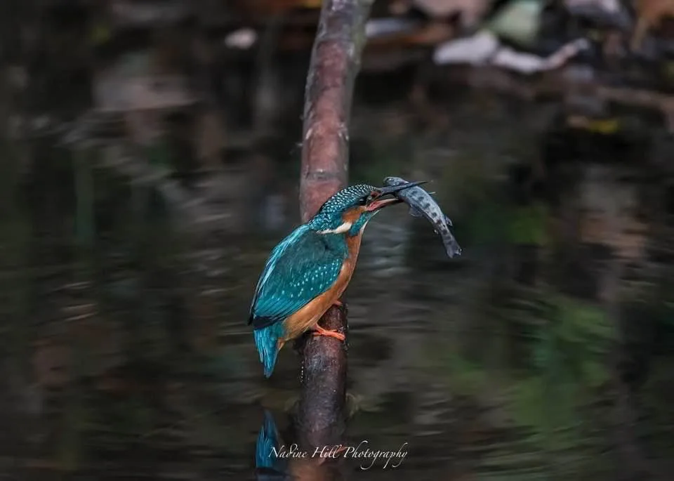 A kingfisher bird with vibrant blue and orange plumage perches on a branch above water, holding a small fish in its beak…